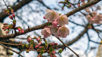 早春の桜