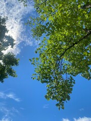 Fototapeta premium Green Tree Leaves Against Clear Blue Sky Natural Background