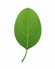 Obraz premium green leaf isolated on white