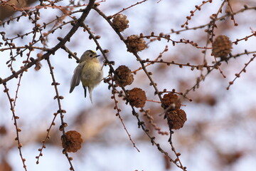 カラマツにやってきたキクイタダキ