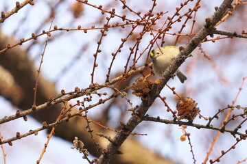 カラマツにやってきたキクイタダキ