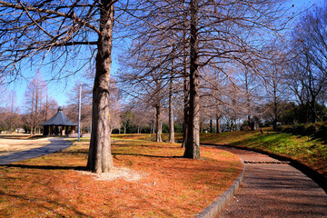 北欧の雰囲気漂うラクウショウのある公園