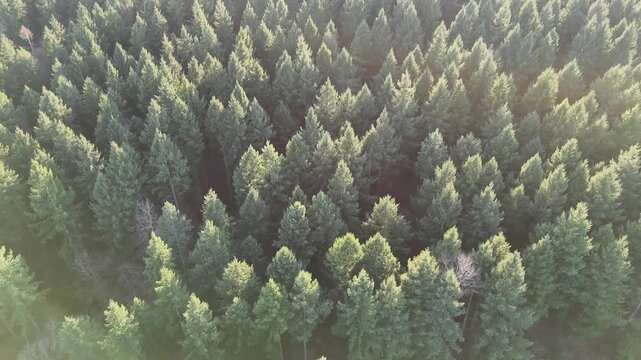 Travelling drone au-dessus d'une for&ecirc;t - vue verticale des cimes