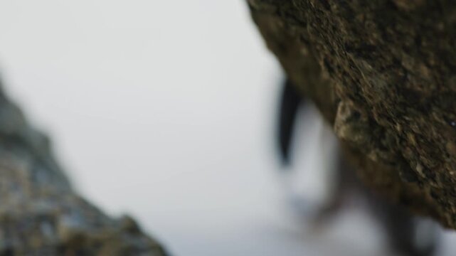 Close up portrait of African penguins hiding under stone rocks on the beach in stunning sunshine at Boulders Beach Penguin Colony, Simon s Town, Cape Town, South Africa. Wild African nature animals