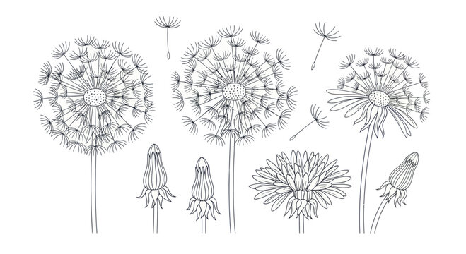 Detailed Botanical Illustration of Dandelion Flowers and Buds.