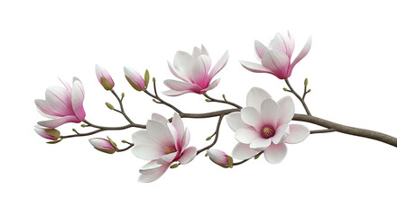 Obraz premium Pink Magnolia Flowers and Buds on a Branch