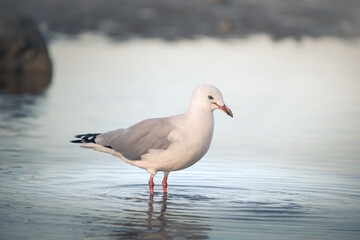 Fototapeta premium Close-up of a seagull looking alert in natural water.