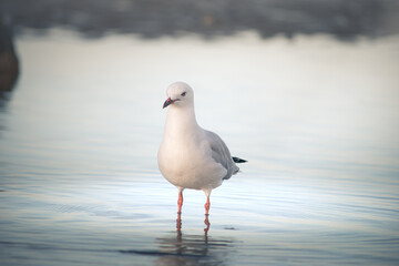 Red-billed Gull (Tarāpunga) standing in shallow coastal water at golden hour, New Zealand.