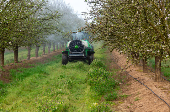 Agricultural tractor spraying pesticide treatment in an almond orchard during peak bloom.