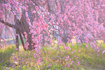 ピンク一色の満開のしだれ梅