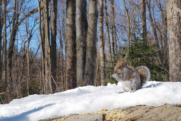 Fototapeta premium écureuil dans la neige