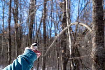 mésange a tête noire sur main  © Alex
