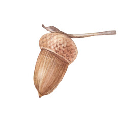 Watercolor brown acorn isolated on white background. Fetus by oak tree. Hand-drawn nature clipart for botanical book or sticker. Vegan object food for cookbook. Plant for wallpaper or wrapping © NatashaKun