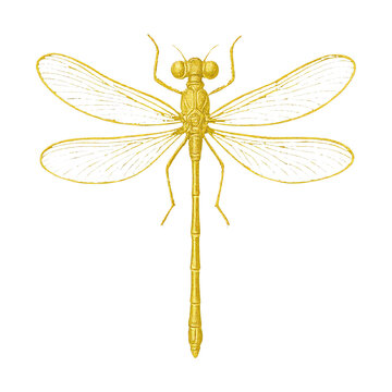 PNG Detailed golden dragonfly illustration.