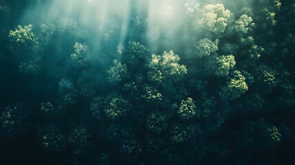 Obraz premium Aerial view of a dense forest with sunbeams breaking through the fog.