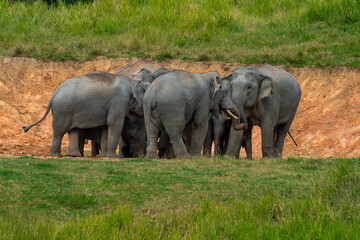 Fototapeta premium Its body is gray, its snout is called the trunk. The trunk of the Asian elephant has only one beak. Nakhon Ratchasima, Thailand.