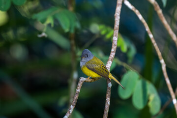 Fototapeta premium Grey-headed Canary-flycatcher The head has a short, erect crest. The head and chest are grey, contrasting with the upper body and yellowish-green tail. The rump and lower body are yellow.
