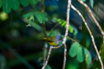 Grey-headed Canary-flycatcher The head has a short, erect crest. The head and chest are grey, contrasting with the upper body and yellowish-green tail. The rump and lower body are yellow.