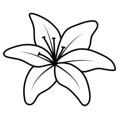 white lily flower