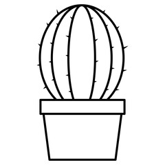 cactus in a pot