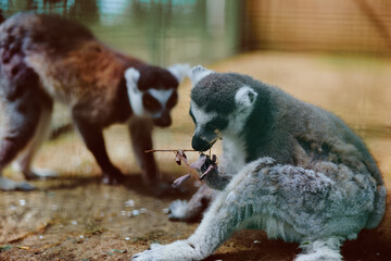 lemur primate animal wildlife mammal zoo, two ringtailed lemurs in enclosure, juvenile sitting and feeding on leaves while companion approaches, closeup of soft fur and natural behavior. © SHOTPRIME STUDIO