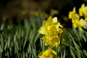 Yellow daffodil (Narcissus) blooming in spring garden. Bright golden trumpet
flowers growing outdoors in sunlight, symbol of renewal, nature and seasonal
change.