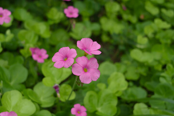 Fototapeta premium Vibrant pink wildflower clusters blooming naturally among lush green heart-shaped leaves. The soft natural light captures a delicate and elegant moment, giving these common blossoms a nostalgic.