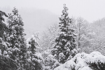 雪景色　森　木