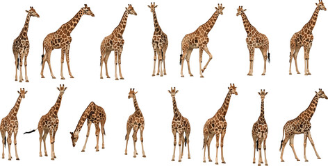 Realistic giraffe set African safari wild animal standing walking grazing poses detailed vector illustration collection © PROTAP