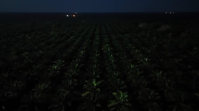 A field of plants, illuminated by faint lights, at night, under a dark sky. The green crop rows