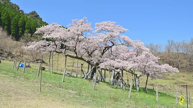 観音桜 満開の一本桜 青空の風景
「阿蘇の山裾に咲き誇る、優美な薄紅色の巨木。時を忘れる静寂の春」
(熊本県南阿蘇村)（ 観音桜 ）
Kannon Sakura, a single cherry tree in full bloom, under a blue sky.