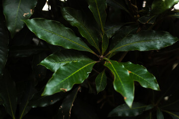 Fototapeta premium Tropical leaf background with vivid, high contrast greens