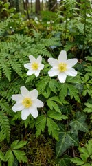 Three pristine white blooms with yellow centers green foliage