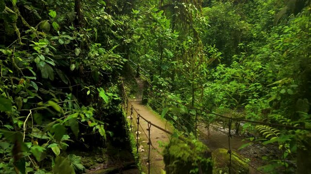 Drone flies forward over mossy rustic footbridge crossing jungle stream surrounded by dense tropical cloud forest vegetation in Mindo, Ecuador