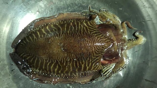 A single cuttlefish displays a broad, oval body with intricate brown and yellow patterns, rippled fins, short arms, and specialized skin cells for natural camouflage in its aquatic environment.