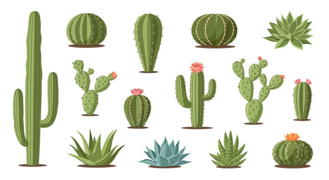 Variety of Cacti and Succulent Plants.