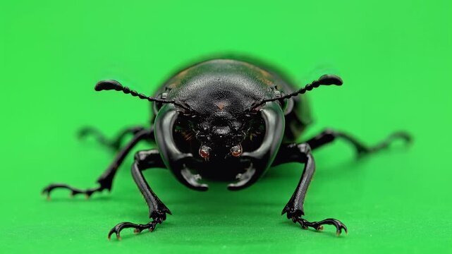 A precise macro video showcases a solitary black beetle moving across a vivid green backdrop, revealing its intricate exoskeleton, segmented legs,