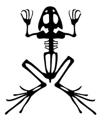 Frog Skeleton