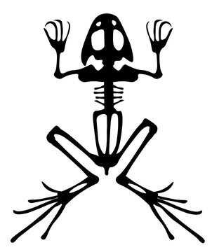 Frog Skeleton