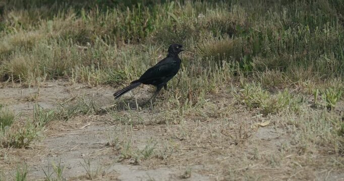 Black bird walks through a field of dry grass with its beak open