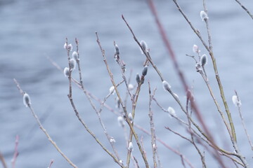 水辺のネコヤナギの蕾