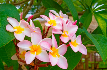 A cluster of plumeria blossoms shines in pink and white, with golden centers glowing against lush green leaves.