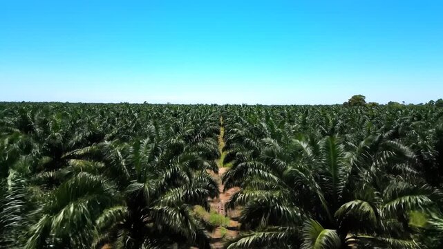 Aerial view of a large plantation under a clear blue sky. Dense, green foliage covers the landscape