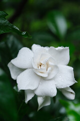 Fototapeta premium White gardenia flower covered with fresh water drops against green leaves background. Natural floral concept with soft focus and delicate petals.