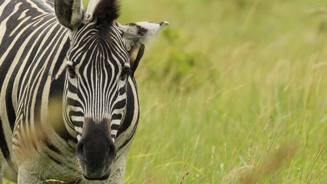 Baby zebra closeup portrait in savannah. Small colorful bird catching insect in zebra ear. Symbiosis. Wild animal of South Africa concept. Safari tourism. Wildlife of Tanzania. Serengeti national park