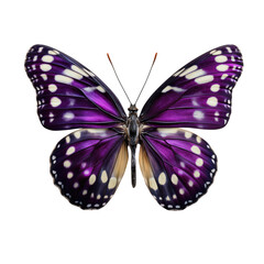 Vibrant Purple Butterfly with White Spots and Yellow Undersides on a Black Background insect lepidoptera isolated on a transparent background