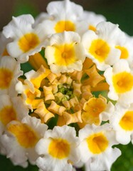 A close-up of a vibrant cluster of white and yellow flowers
