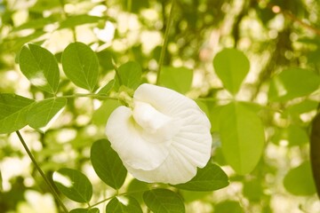 Fleur de clitoria ternatea blanche