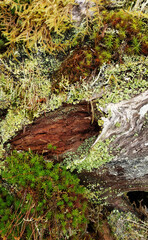 Obraz premium Colonies of happy moss and lichen on a log in Southeast Alaska in summer