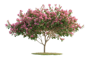Obraz premium Pink Flowering Tree Isolated on White Background for Design